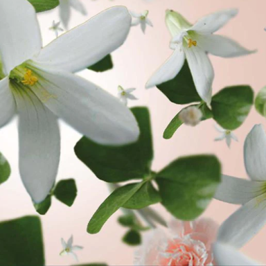 Maison Berger namų kvapas Precious Jasmine 100 ml